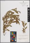 Foto von Salix excelsa S. G. Gmel.